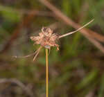 Ware's hairsedge